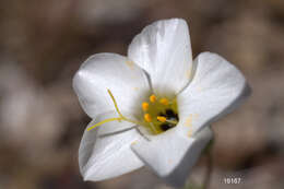 Image of golden linanthus