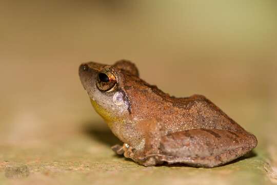 Image de Pseudophilautus wynaadensis (Jerdon 1853)