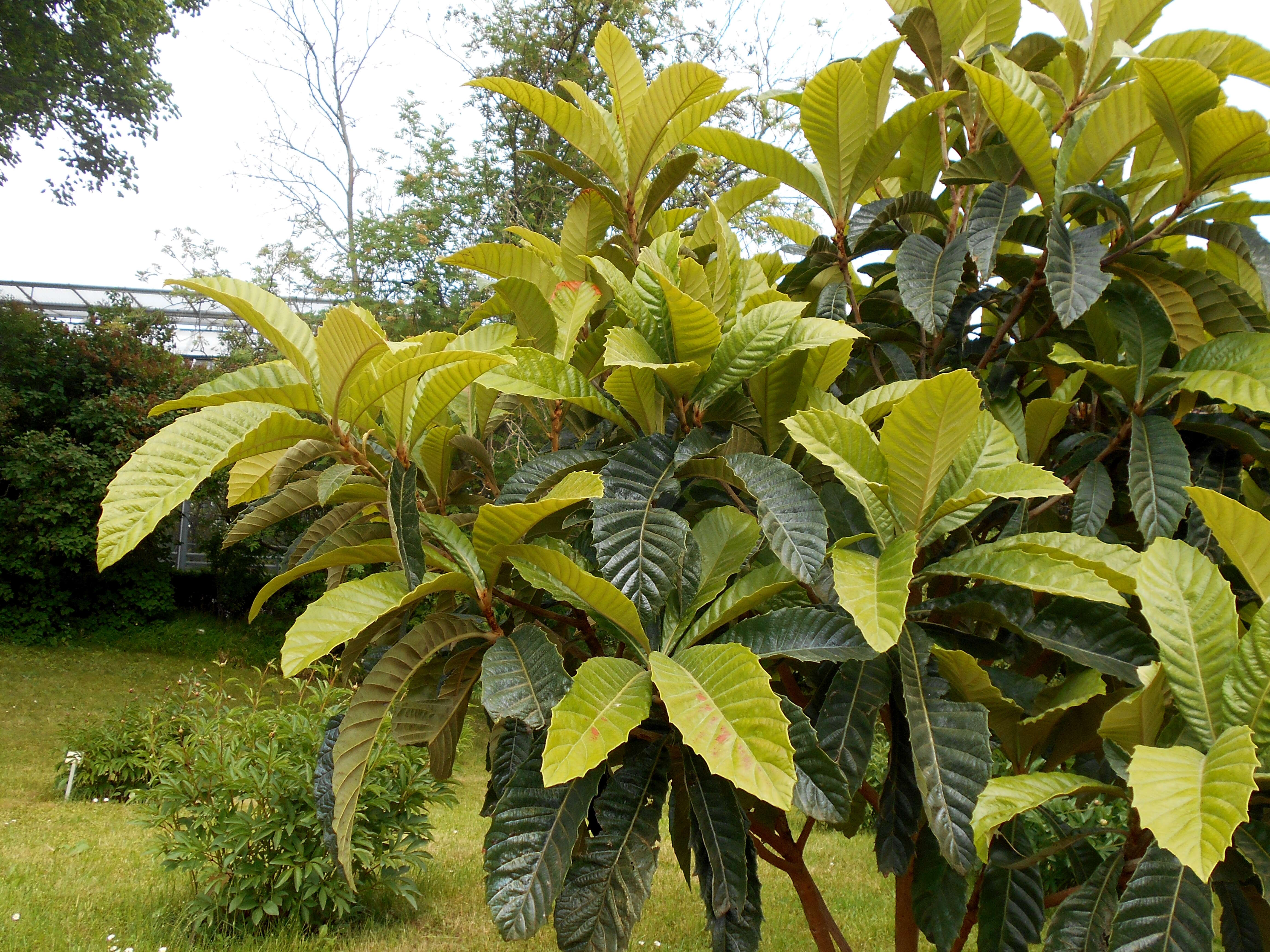 Image of loquat