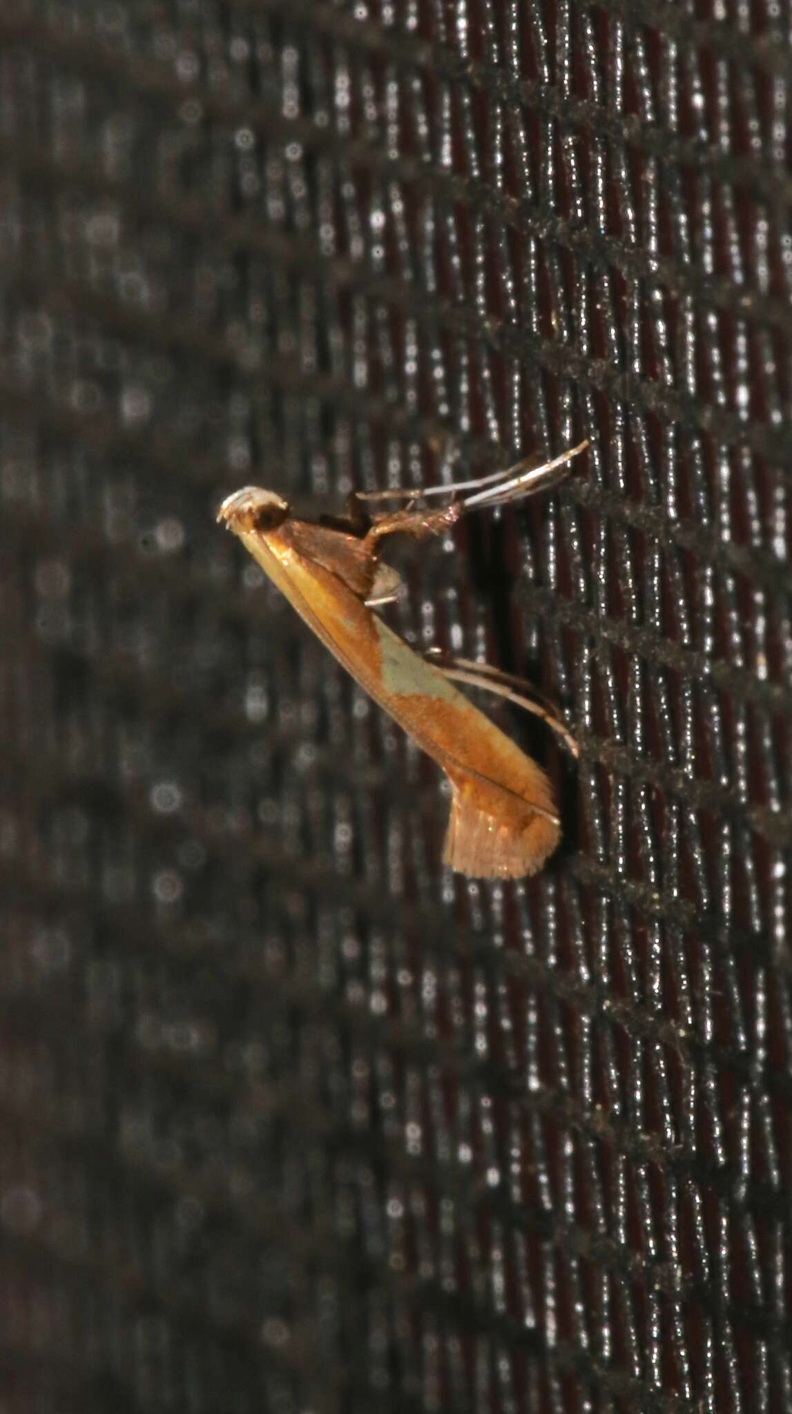 Image of Caloptilia packardella (Chambers 1872)