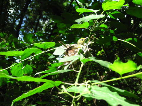 Image of White-eyed Vireo