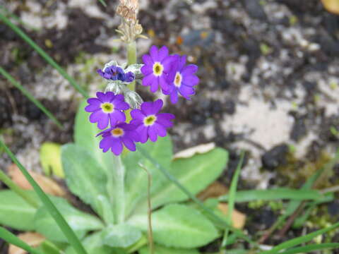 Image of Scottish primrose