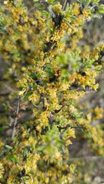 Image of javelina bush