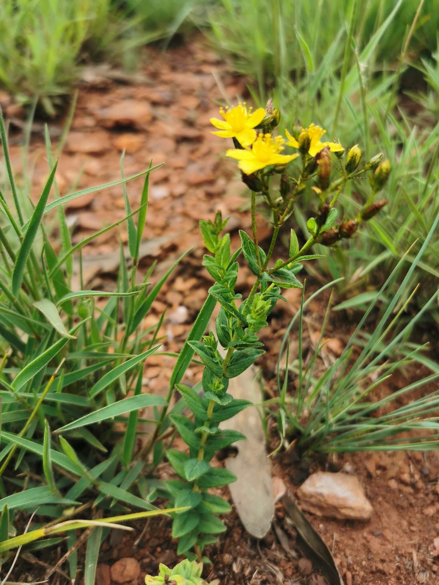 Imagem de Hypericum aethiopicum Thunb.