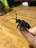 Image of Asian Longhorned Beetle