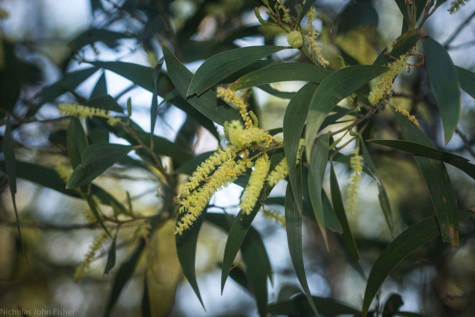 Image de Acacia disparrima subsp. disparrima