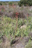 Image of Watsonia meriana var. meriana