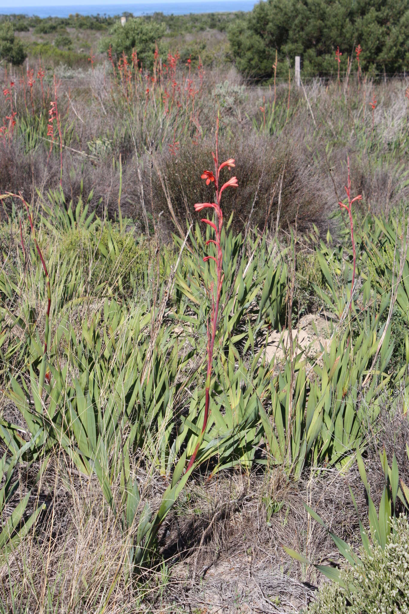 Imagem de Watsonia meriana var. meriana