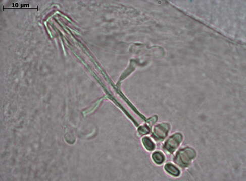 Imagem de Isohypsibius baicalensis (Ramazzotti 1966)