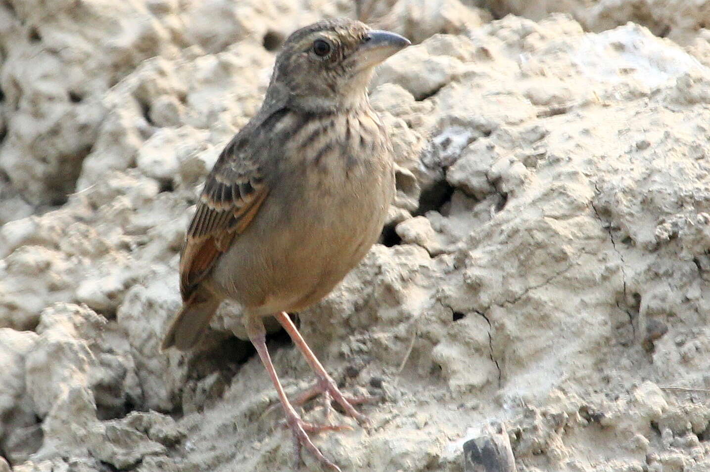 Image of Bengal Bush Lark