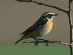 Image of Whinchat