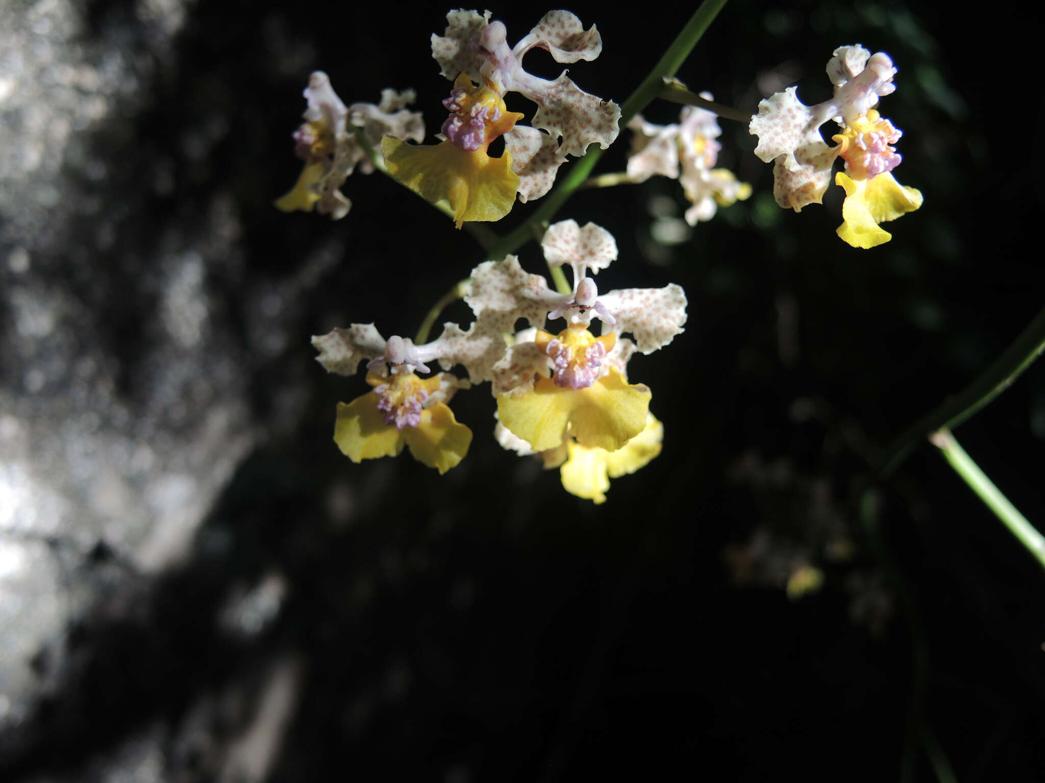 Image of Trichocentrum andreanum (Cogn.) R. Jiménez & Carnevali