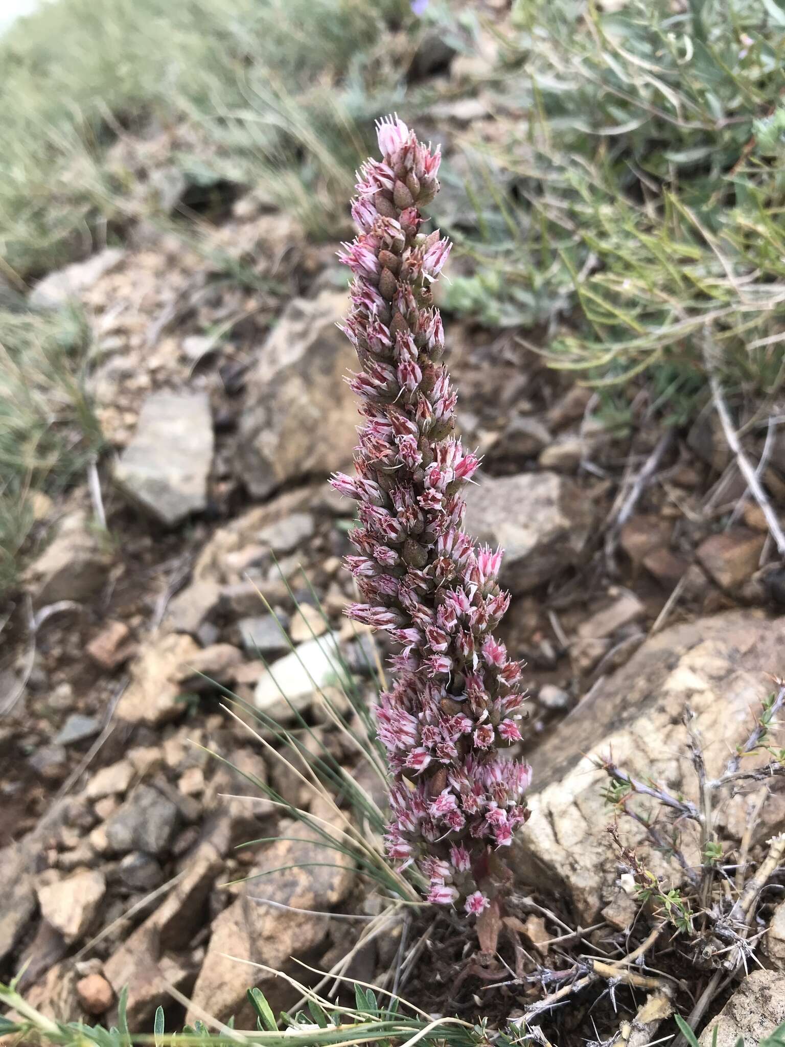 Image de Orostachys thyrsiflora (DC.) Fisch. ex Sweet