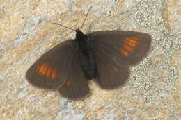 Image of Eriphyle Ringlet