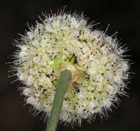 Imagem de Eriogonum nudum var. scapigerum (Eastwood) Jeps.