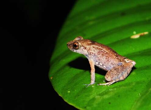 Image of Leptobrachella juliandringi Eto, Matsui & Nishikawa 2015