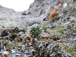 Image of Graptopetalum pachyphyllum Rose