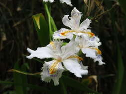 Image of Fringed iris