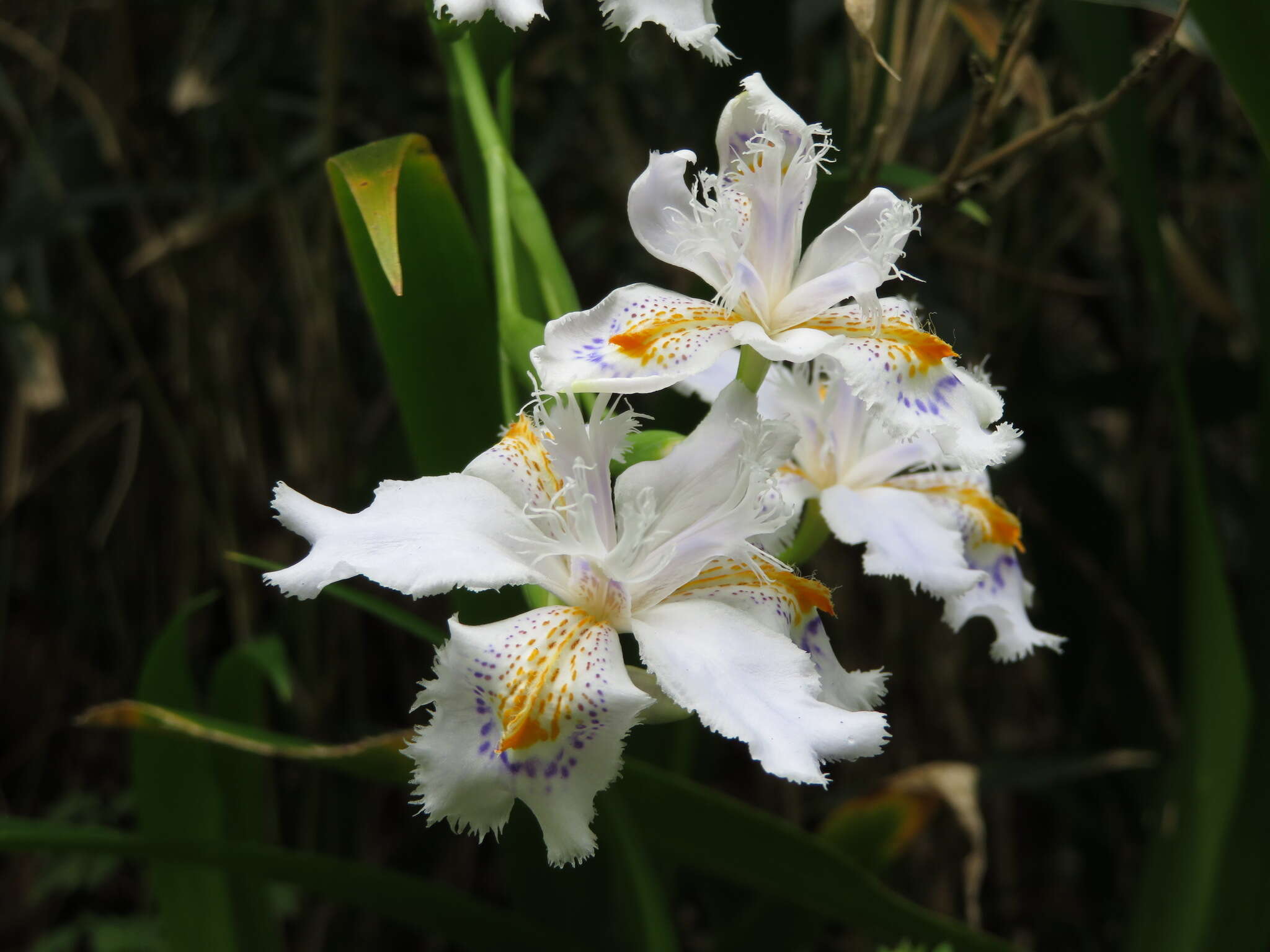 Sivun Iris japonica Thunb. kuva