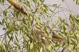 Image of Yellow-throated Miner