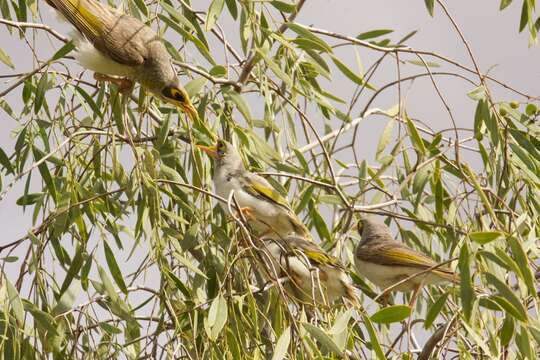 Image of Yellow-throated Miner