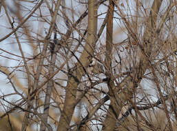 Image of Carolina Chickadee