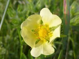 Image of sulphur cinquefoil