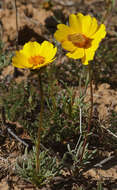 Image of leafstem tickseed