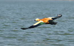 Image of Ruddy Shelduck