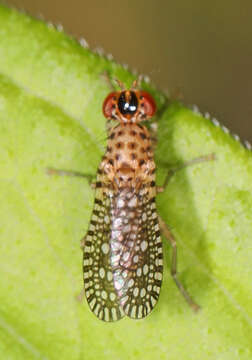 Image de Poecilographa