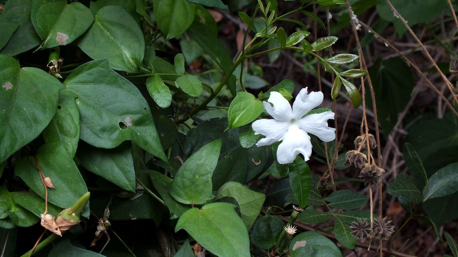 Image of Thunbergia laevis Wall. ex Nees