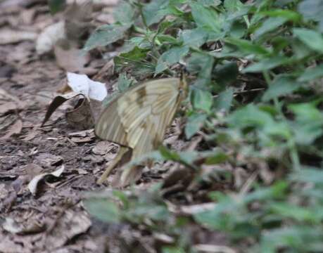 Imagem de <i>Papilio dardanus polytrophus</i>