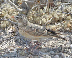 Image of Pink-billed Lark