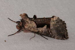 Image of Large Looper Moth, Broken-banded Y