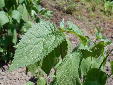 Plancia ëd Ageratina altissima (L.) R. King & H. Rob.