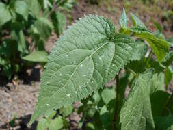 Plancia ëd Ageratina altissima (L.) R. King & H. Rob.