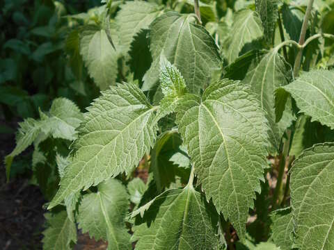 Plancia ëd Ageratina altissima (L.) R. King & H. Rob.