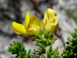 Image of Aspalathus carnosa Bergius