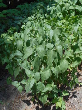 Plancia ëd Ageratina altissima (L.) R. King & H. Rob.