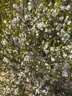 Imagem de Thryptomene kochii E. Pritzel