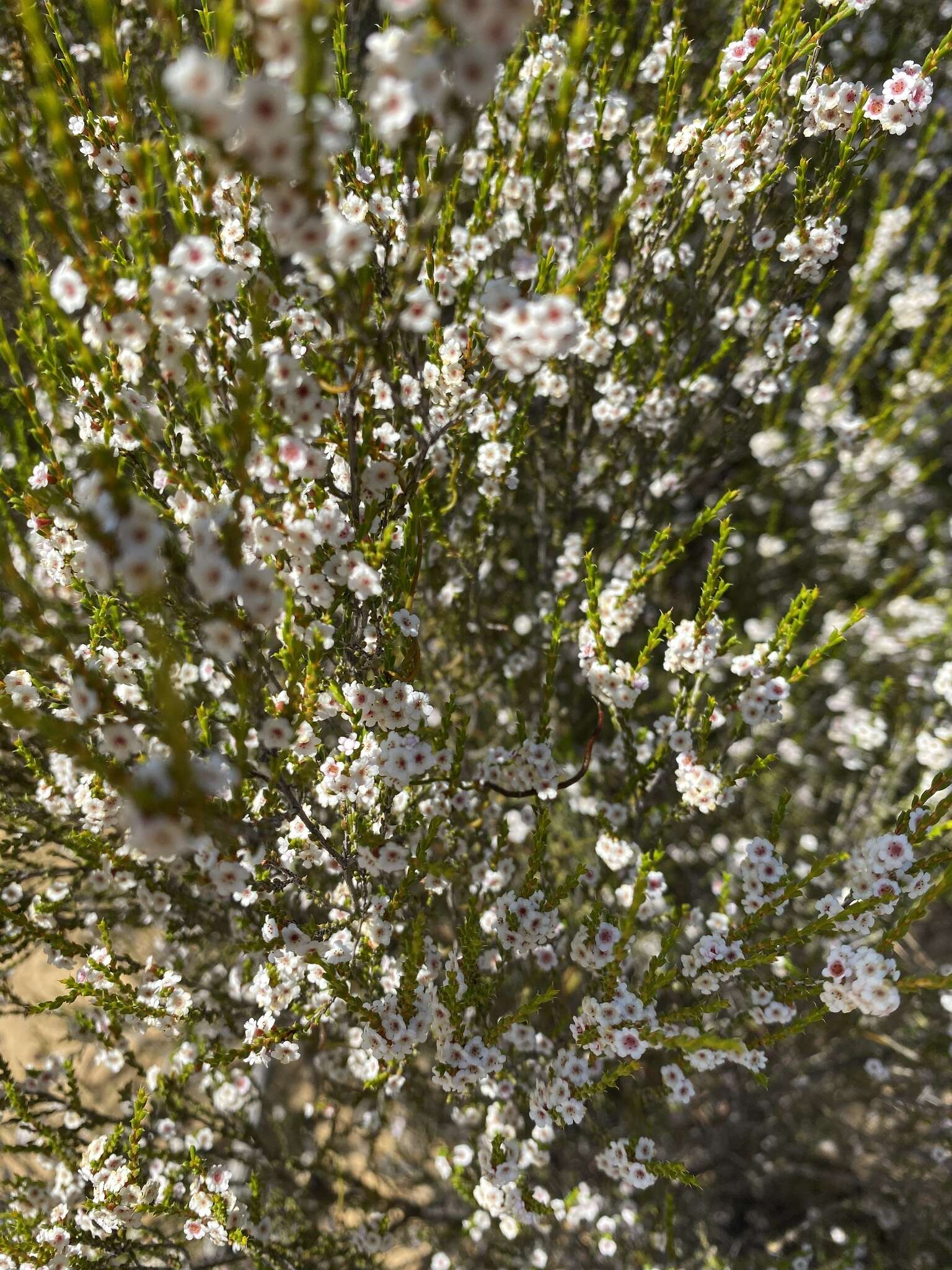 Imagem de Thryptomene kochii E. Pritzel