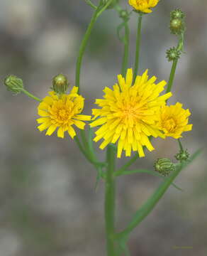 Image of narrowleaf hawksbeard