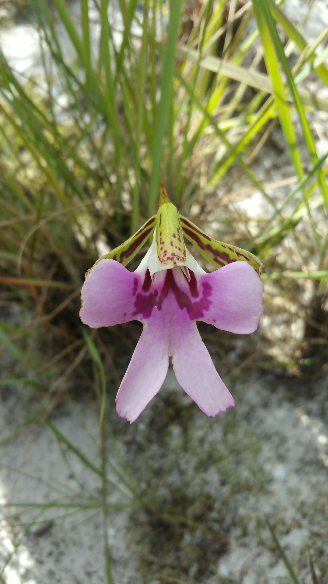 Imagem de Cynorkis uniflora Lindl.