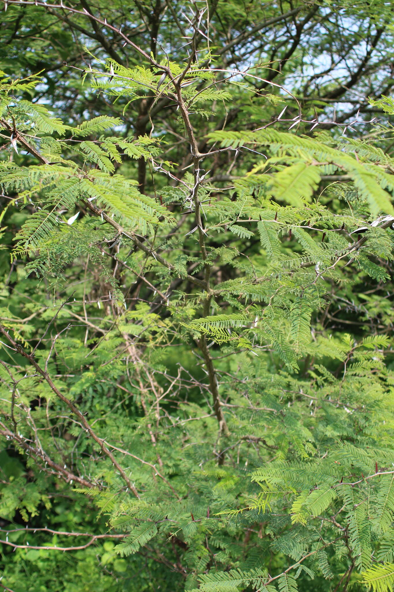 Image of Vachellia campeachiana (Mill.) Seigler & Ebinger