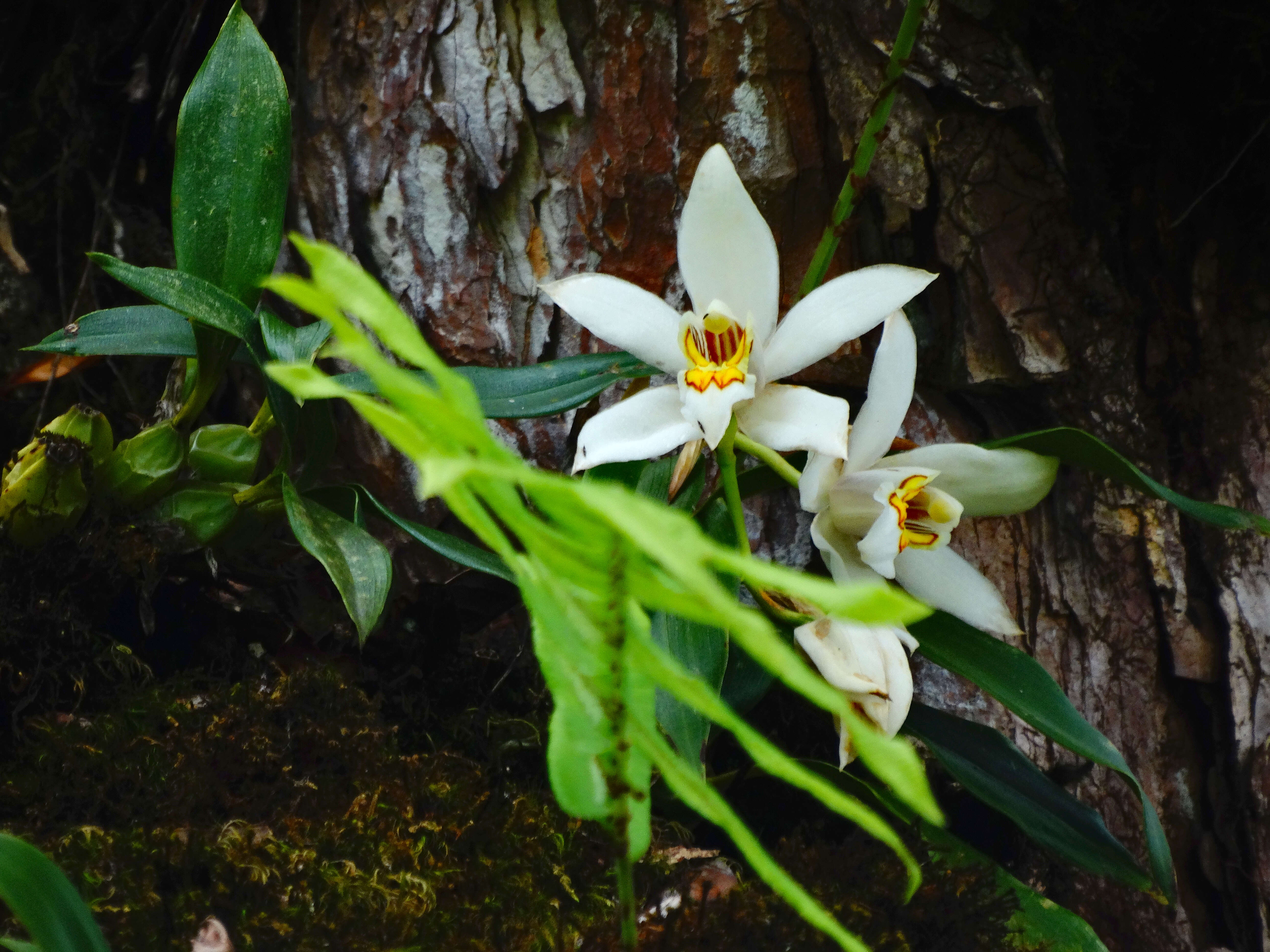 Image of Coelogyne nitida (Wall. ex D. Don) Lindl.