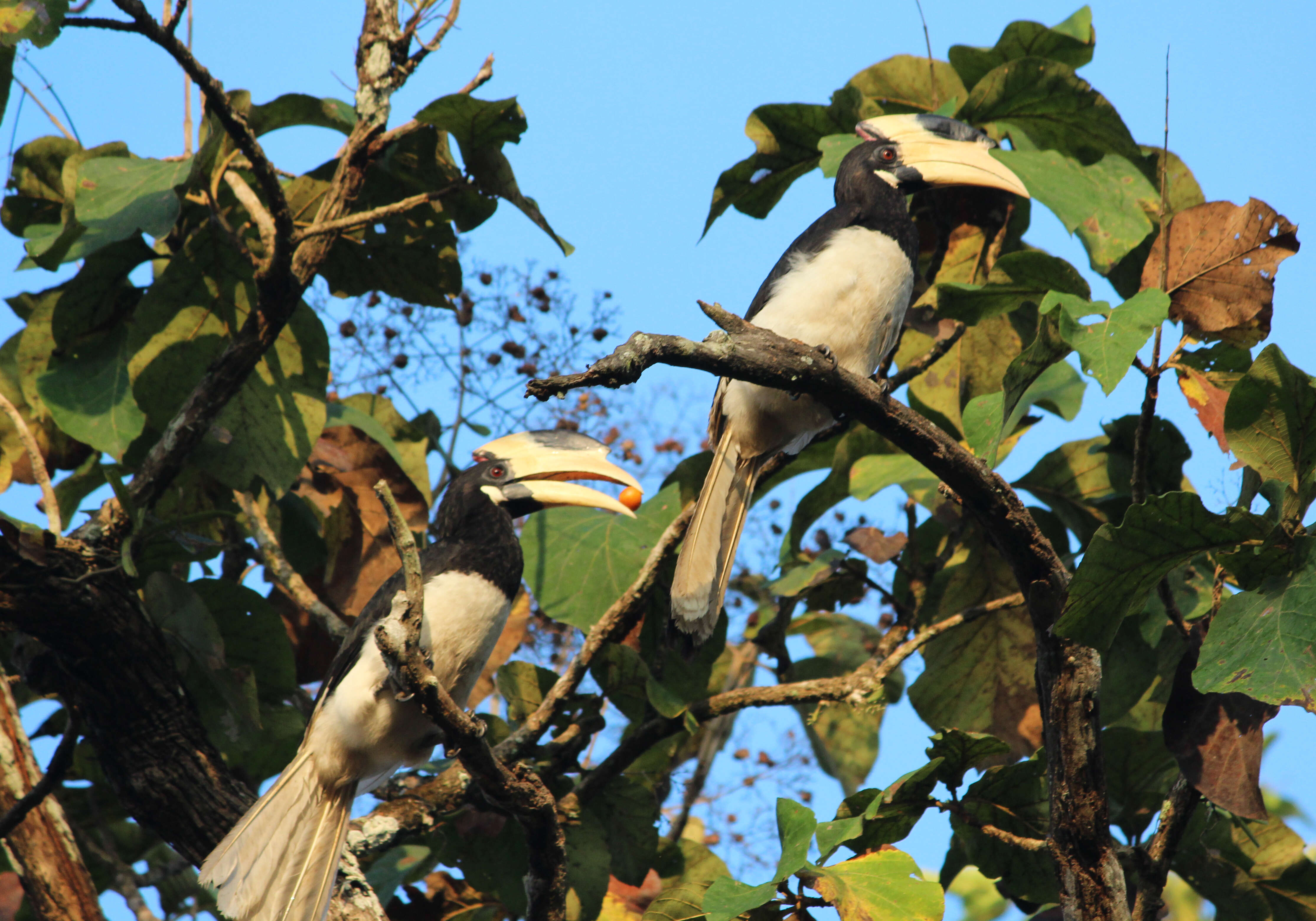 Image of Great Indian Hornbill