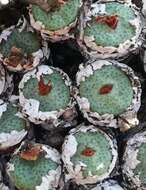 Image of Conophytum truncatum (Thunb.) N. E. Br.