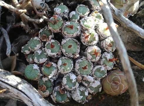 صورة Conophytum