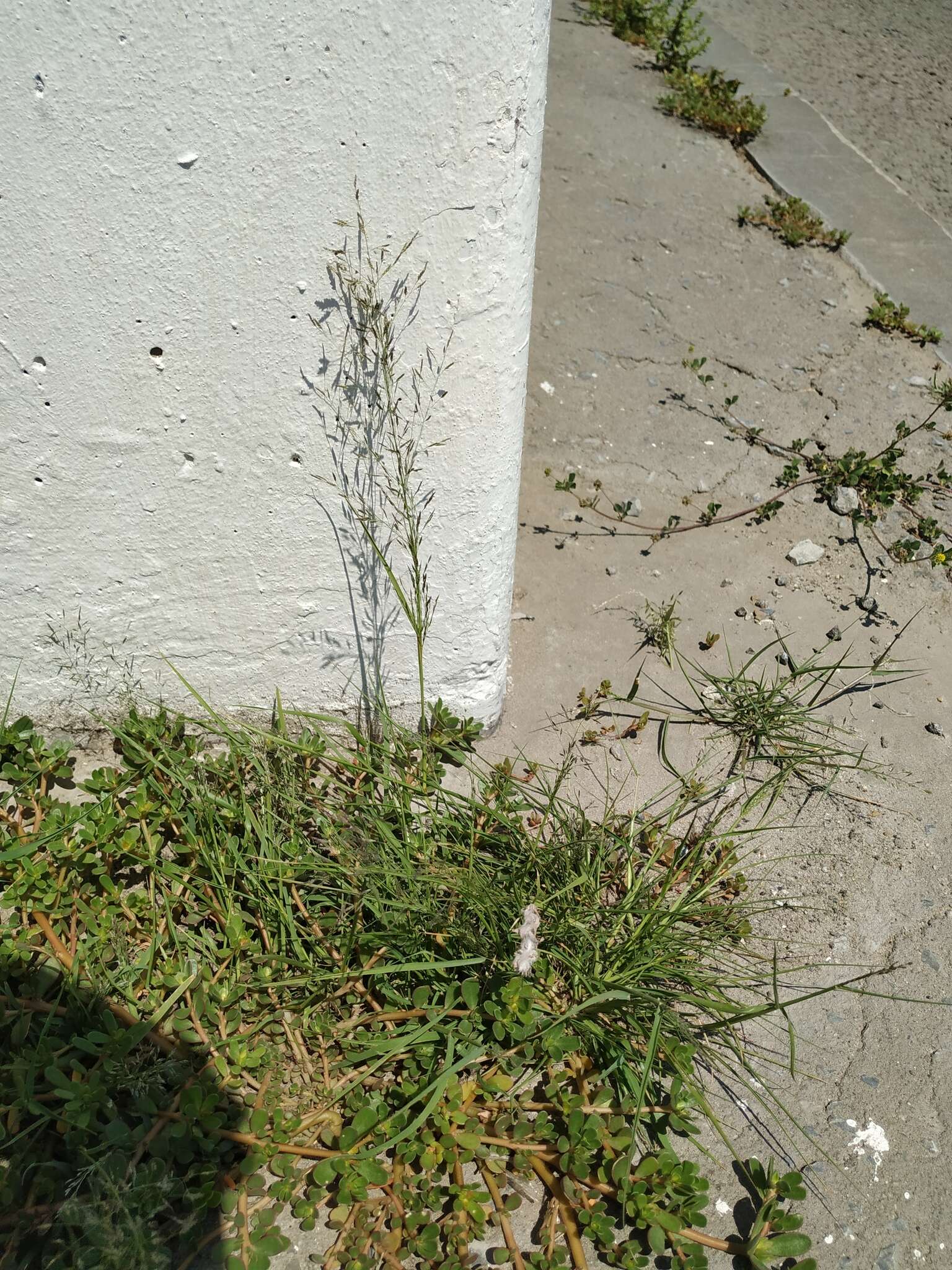 Image of Eragrostis amurensis Prob.