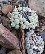 Image of Conophytum truncatum (Thunb.) N. E. Br.